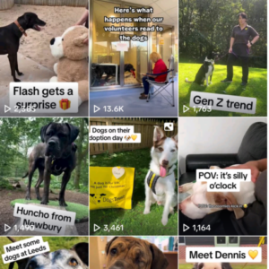 Dogs Trust on TikTok